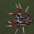 Super Spider